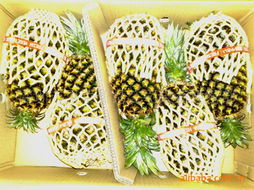 深圳市果菜貿(mào)易公司果蔬經(jīng)營(yíng)部菠蘿產(chǎn)品概覽