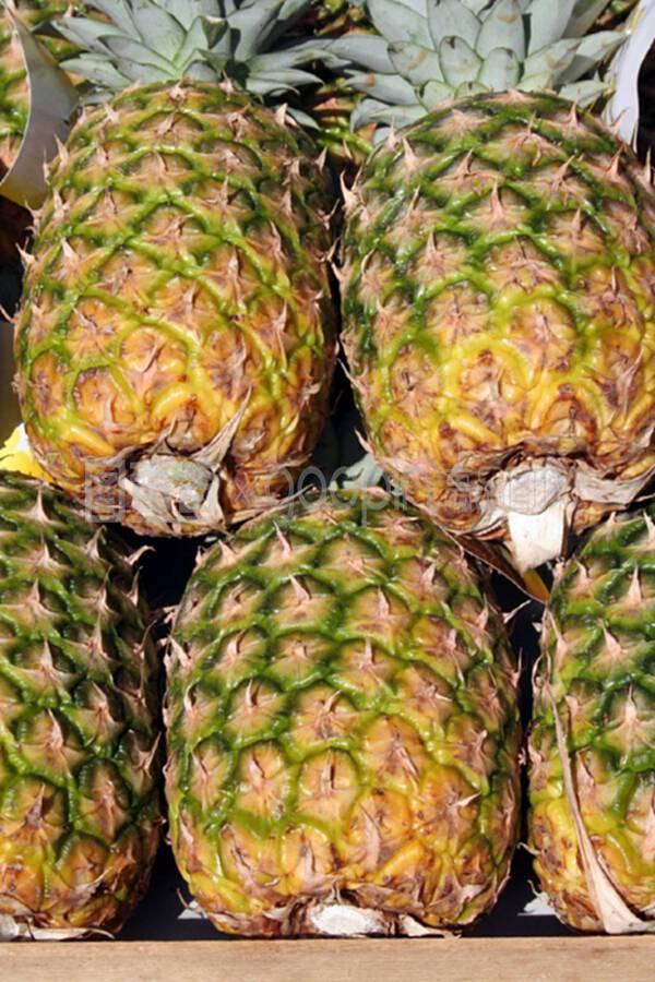 鳳梨與菠蘿 共性與差異之美